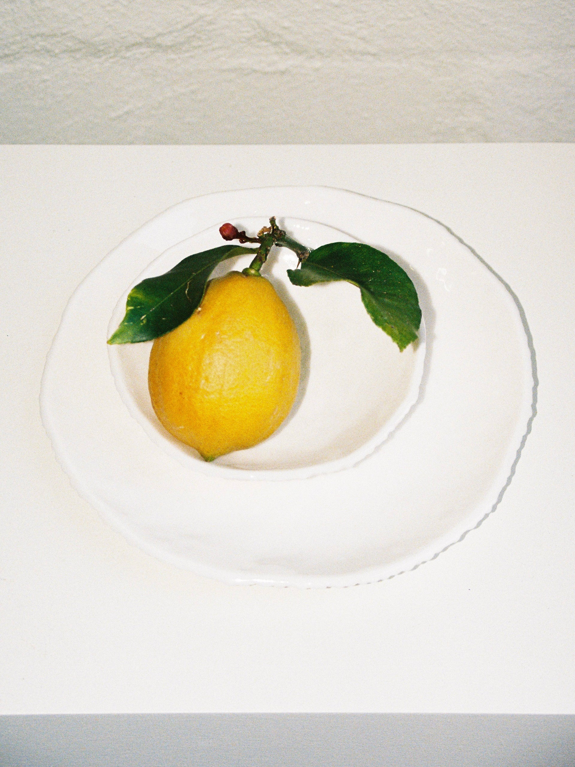 Sunflower Dish 2.0