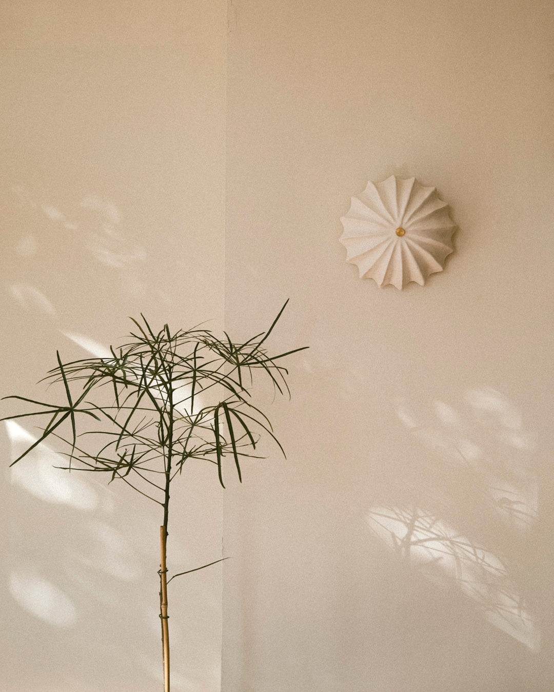 Hexacorallia Sconce