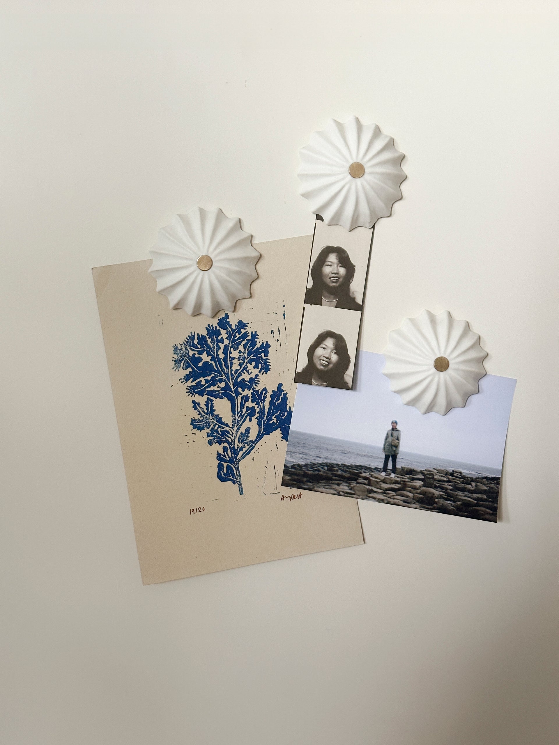 Mini Hexacorallia Magnet